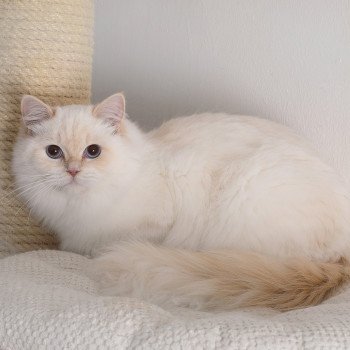 chat Ragdoll cream point mitted Zvetlanya Trycoline’s