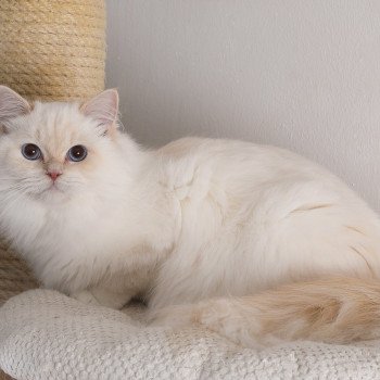 chat Ragdoll cream point mitted Zvetlanya Trycoline’s