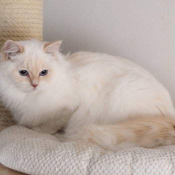 chat Ragdoll cream point mitted Zvetlanya Trycoline’s