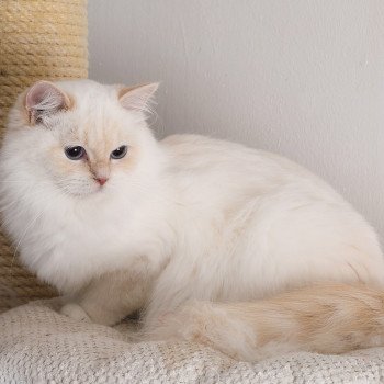 chat Ragdoll cream point mitted Zvetlanya Trycoline’s