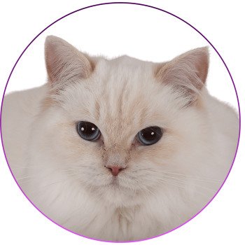 chat Ragdoll cream point mitted Zvetlanya Trycoline’s