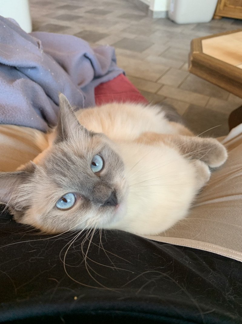 Damarilys Jewels JeNaty Femelle Ragdoll