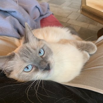 chat Ragdoll Damarilys Jewels Trycoline’s Ragdoll blue point mitted
