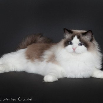 chat Ragdoll seal point & blanc Darling Trycoline’s Ragdoll seal point bicolor