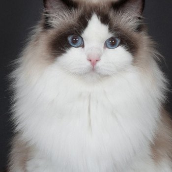 chat Ragdoll seal point & blanc Darling Trycoline’s Ragdoll seal point bicolor