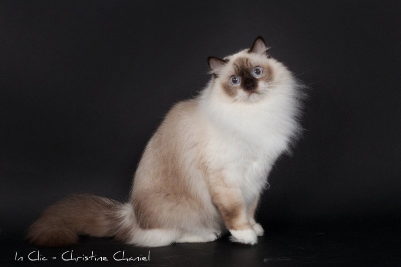 Davallya Milkyland Femelle Ragdoll