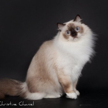 Davallya Milkyland Femelle Ragdoll