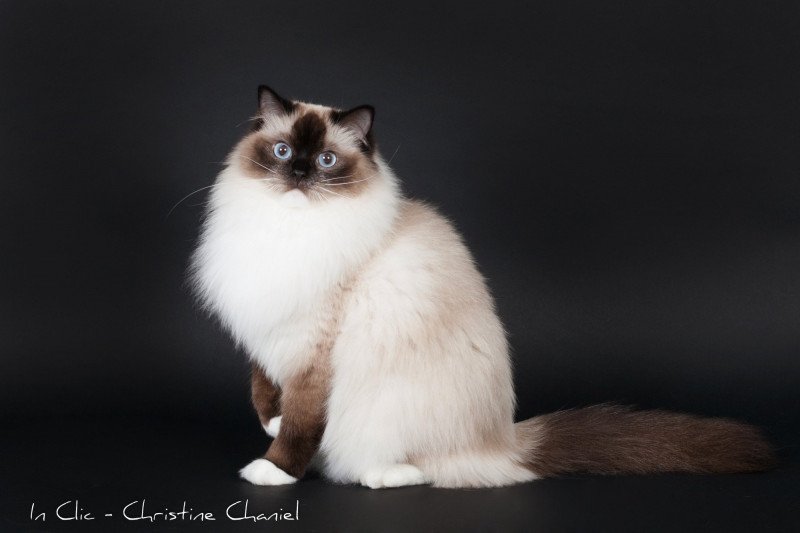 Djaliska Naya d'Arkandias Femelle Ragdoll