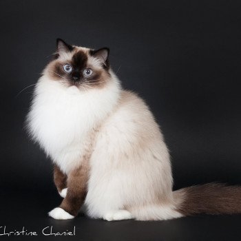chat Ragdoll Djaliska Naya Trycoline’s Ragdoll seal point mitted