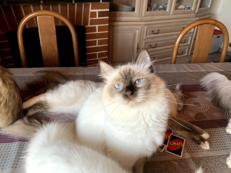 Trycoline’s Djenna Love You Femelle Ragdoll