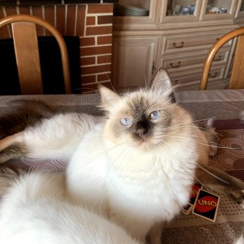 chat Ragdoll Djenna Love You Trycoline’s Ragdoll chocolate point