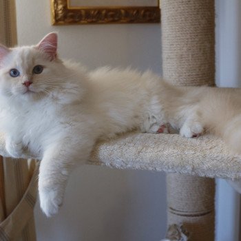 chat Ragdoll Don Murphy Trycoline’s Ragdoll cream point mitted