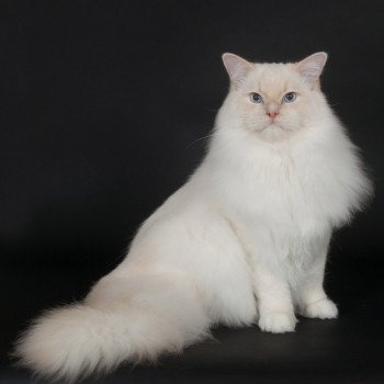 chat Ragdoll Don Murphy Trycoline’s Ragdoll cream point mitted