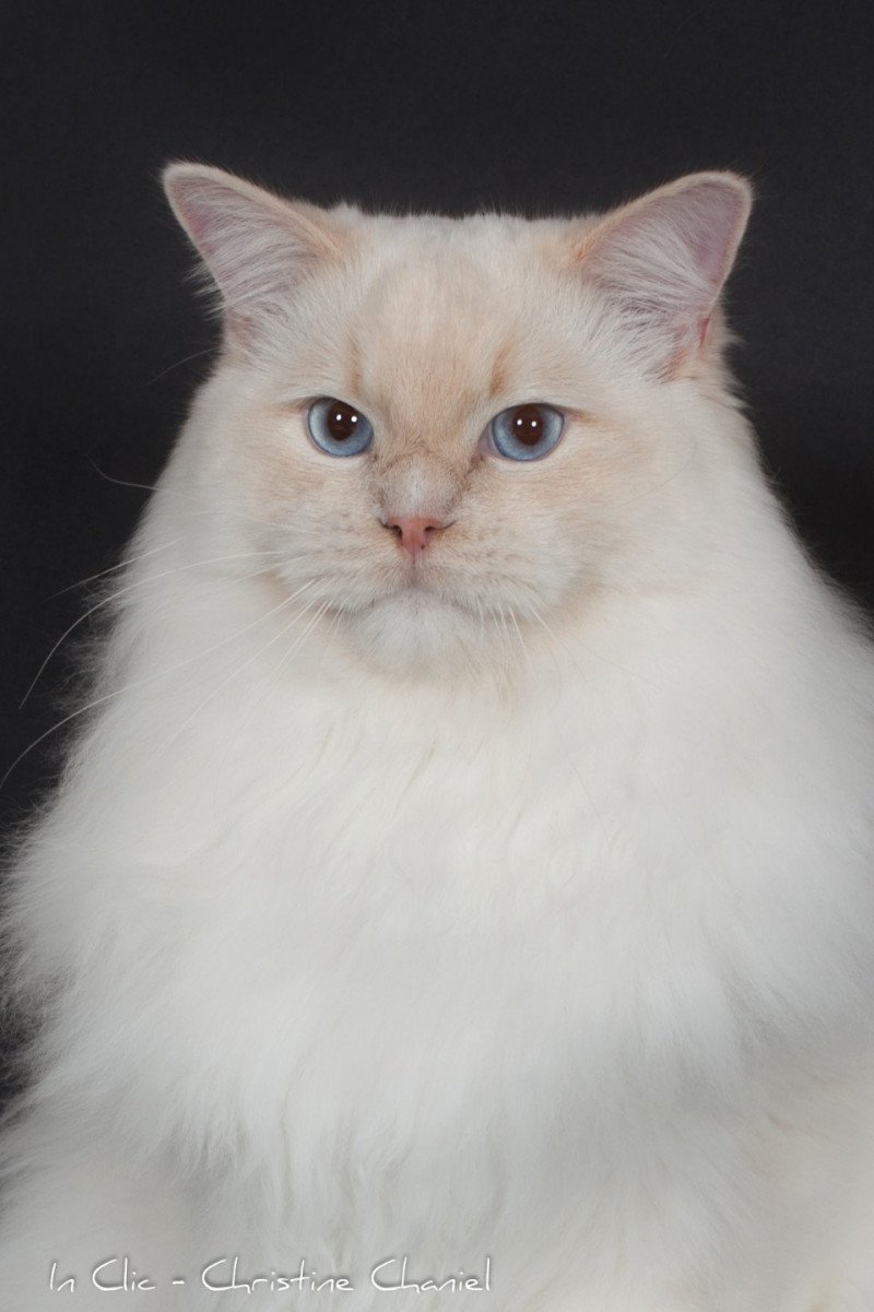 Of Villa Desire Don Murphy Mâle Ragdoll