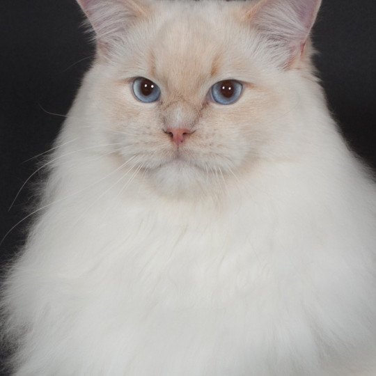 Of Villa Desire Don Murphy Mâle Ragdoll Of Villa Desire Don Murphy Mâle Ragdoll