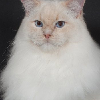 chat Ragdoll Don Murphy Trycoline’s