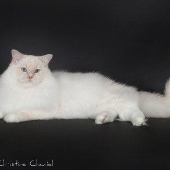 chat Ragdoll Don Murphy Trycoline’s Ragdoll cream point mitted
