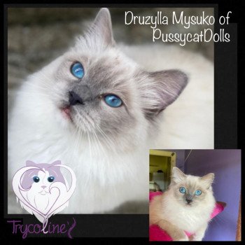 chaton Ragdoll blue point mitted Druzylla Mysuko Trycoline’s chaton Ragdoll blue point mitted Druzylla Mysuko Trycoline’s