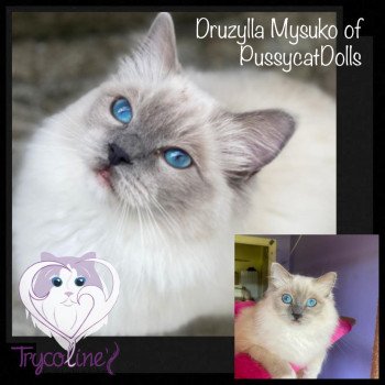 chaton Ragdoll blue point mitted Druzylla Mysuko Trycoline’s