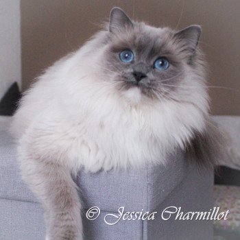 chat Ragdoll blue point mitted Druzylla Mysuko Trycoline’s chat Ragdoll blue point mitted Druzylla Mysuko Trycoline’s