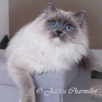 chat Ragdoll blue point mitted Druzylla Mysuko Trycoline’s