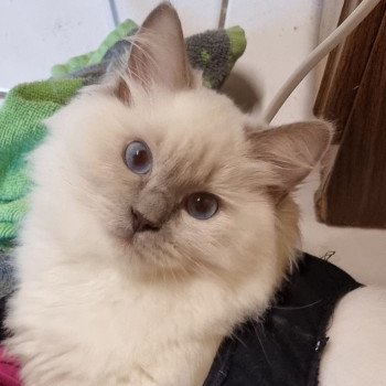 chat Ragdoll blue point Elljah Mikaelson Trycoline’s