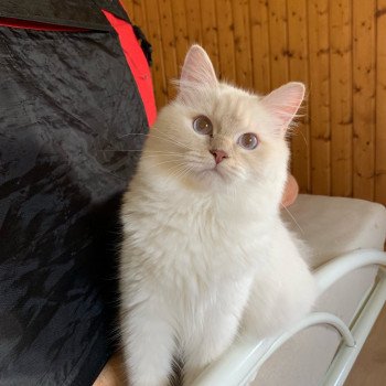 chat Ragdoll Enchented Narnya Trycoline’s Ragdoll lilac tabby point mitted