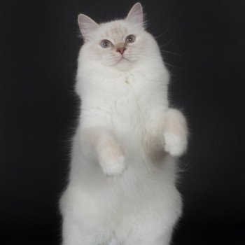 chat Ragdoll lilac tabby point mitted Enchented Narnya Trycoline’s Ragdoll lilac tabby point mitted
