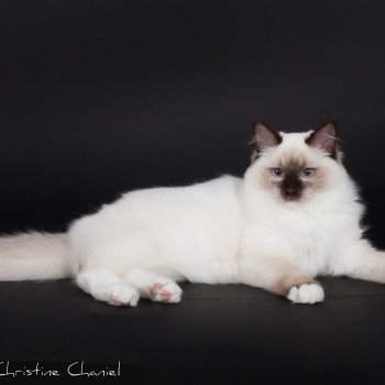 chat Ragdoll Ezekyel Anoye Lyoubov Trycoline’s Ragdoll chocolate point mitted