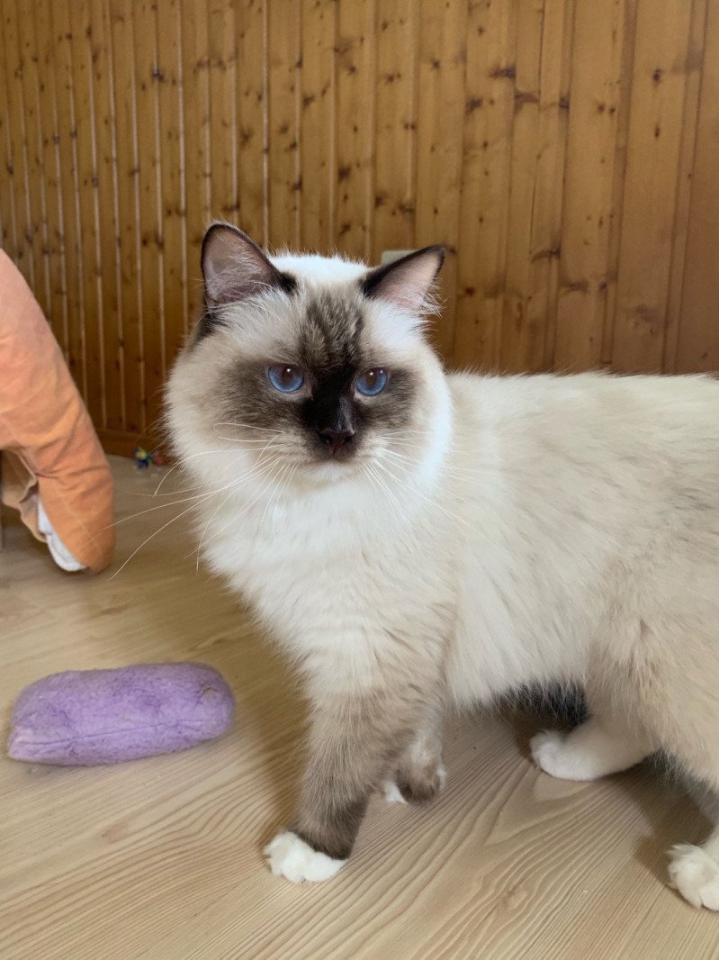 Ezekyel Anoye Lyoubov JeNaty Mâle Ragdoll