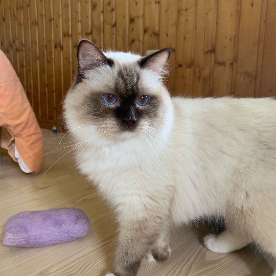Ezekyel Anoye Lyoubov JeNaty Mâle Ragdoll Ezekyel Anoye Lyoubov JeNaty Mâle Ragdoll