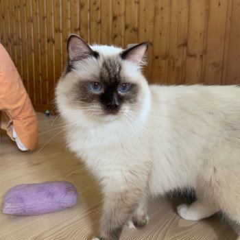 chat Ragdoll Ezekyel Anoye Lyoubov Trycoline’s Ragdoll chocolate point mitted