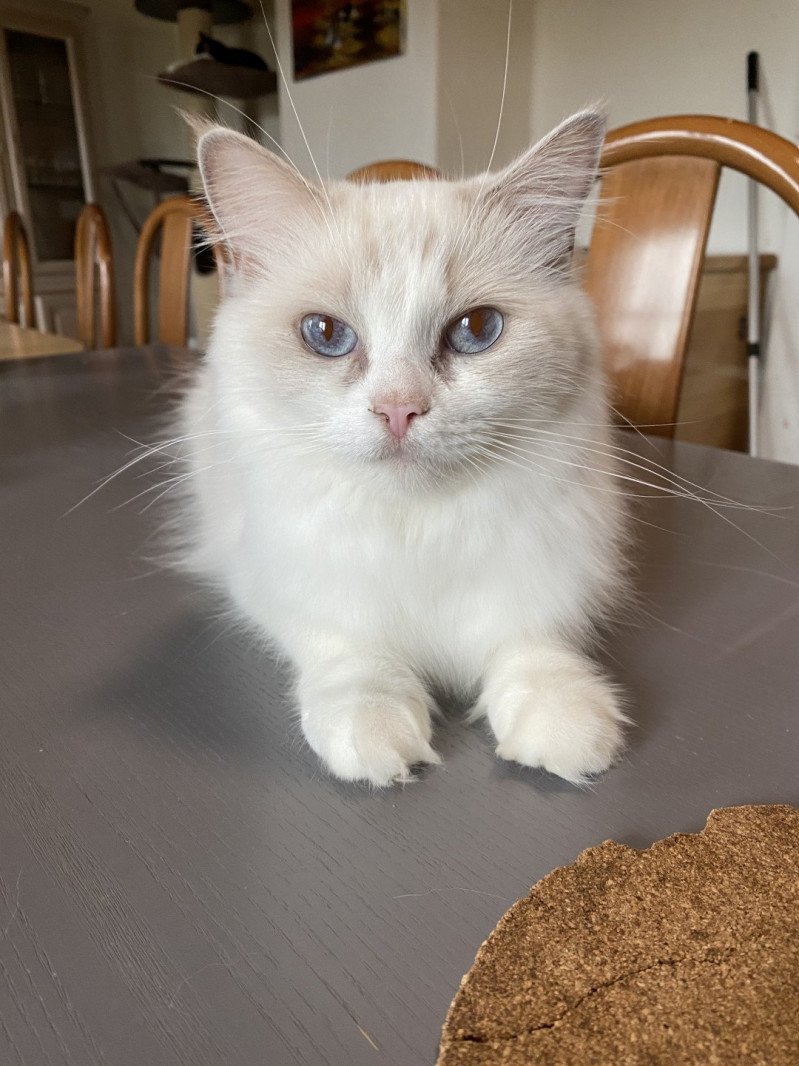 Trycoline’s Filory Dream Femelle Ragdoll