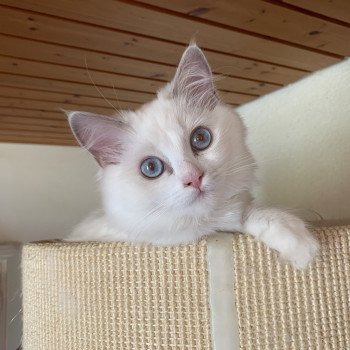 chat Ragdoll Filory Dream Trycoline’s Ragdoll lilac point bicolor