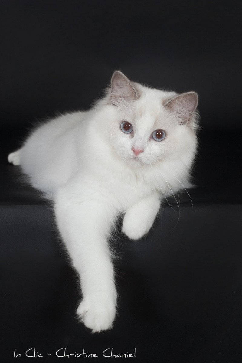 Trycoline’s Filory Dream Femelle Ragdoll