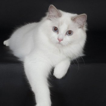 chat Ragdoll lilac point & blanc Filory Dream Trycoline’s