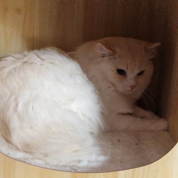 chat Ragdoll cream point bicolor Floyd Trycoline’s