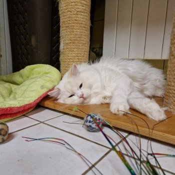 chat Ragdoll cream point bicolor Floyd Trycoline’s