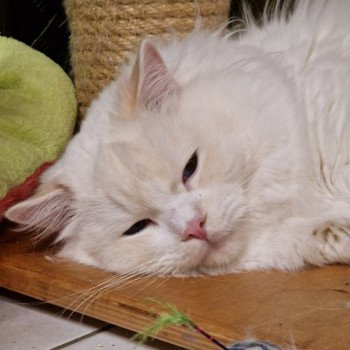 chat Ragdoll cream point bicolor Floyd Trycoline’s