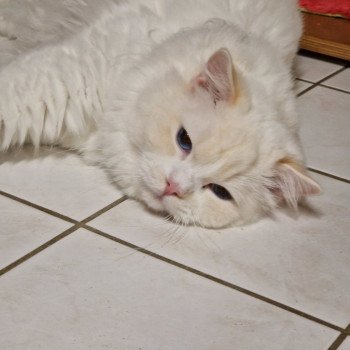 chat Ragdoll cream point bicolor Floyd Trycoline’s