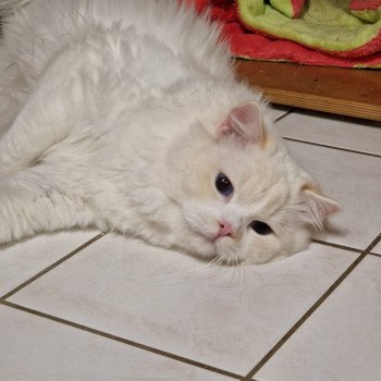 chat Ragdoll cream point bicolor Floyd Trycoline’s