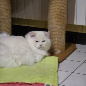 chat Ragdoll cream point bicolor Floyd Trycoline’s