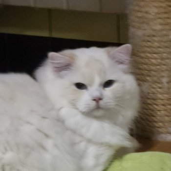 chat Ragdoll cream point bicolor Floyd Trycoline’s