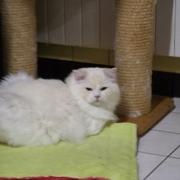 chat Ragdoll cream point bicolor Floyd Trycoline’s