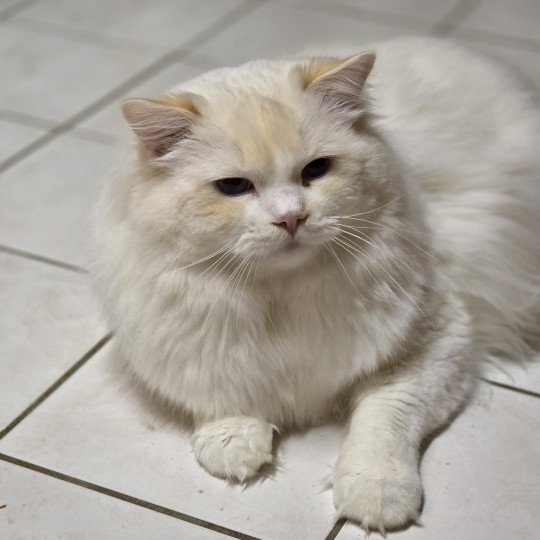 Floyd Zoemuses of Sherwood Mâle Ragdoll