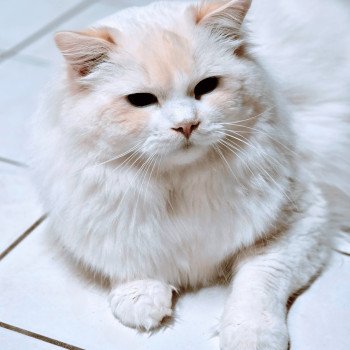 chat Ragdoll red point bicolor Floyd Trycoline’s chat Ragdoll red point bicolor Floyd Trycoline’s