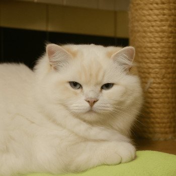 chat Ragdoll red point bicolor Floyd Trycoline’s chat Ragdoll red point bicolor Floyd Trycoline’s