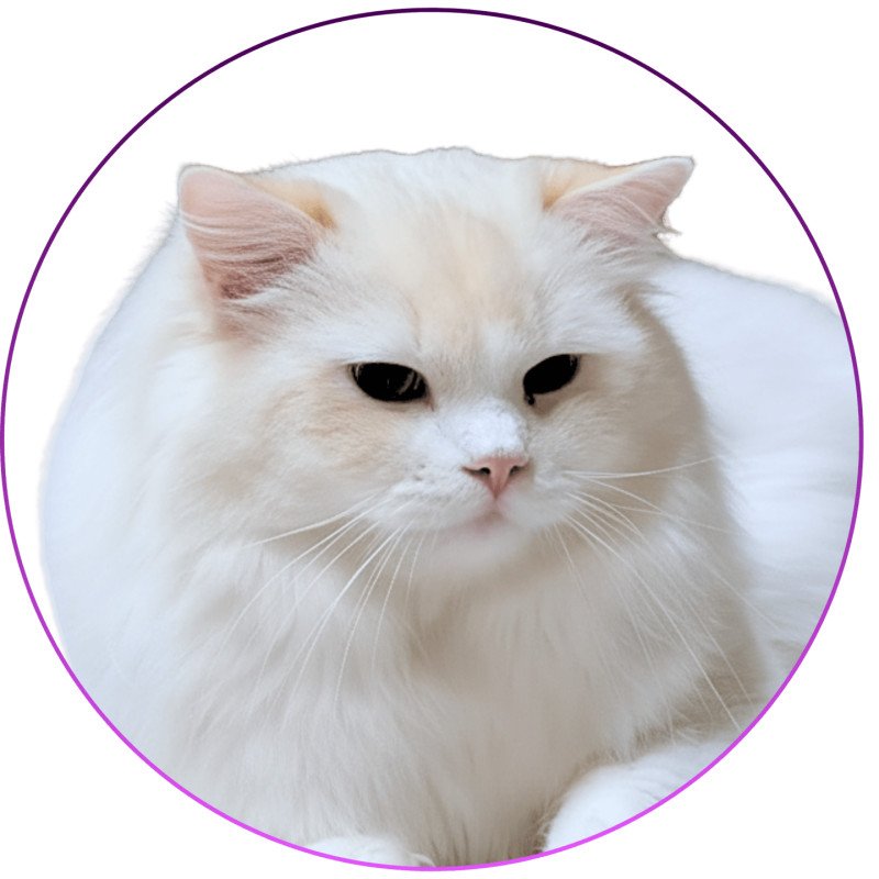 Floyd Zoemuses of Sherwood Mâle Ragdoll