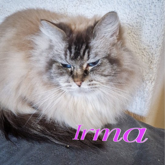 Irma la Douce de l'Epine de la Rose d'Or Femelle Ragdoll