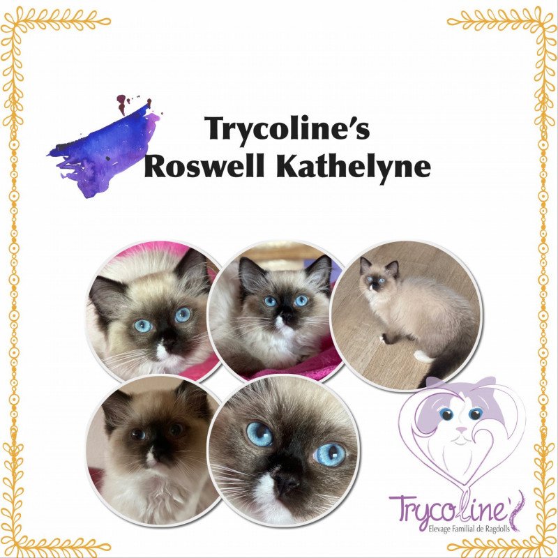 Trycoline’s Roswell Kathelyne Femelle Ragdoll Trycoline’s Roswell Kathelyne Femelle Ragdoll